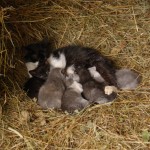 noclegi Beskid Wyspowy agroturystyka wakacje dzieci Dobra Chata