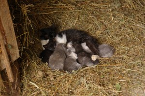 noclegi Beskid Wyspowy agroturystyka wakacje dzieci Dobra Chata