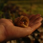 noclegi Beskid Wyspowy agroturystyka wakacje dzieci Dobra Chata