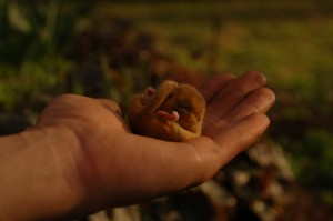 noclegi Beskid Wyspowy agroturystyka wakacje dzieci Dobra Chata