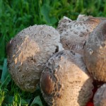 noclegi Beskid Wyspowy agroturystyka wakacje dzieci