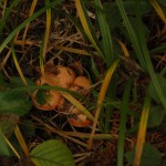 noclegi Beskid Wyspowy agroturystyka wakacje dzieci